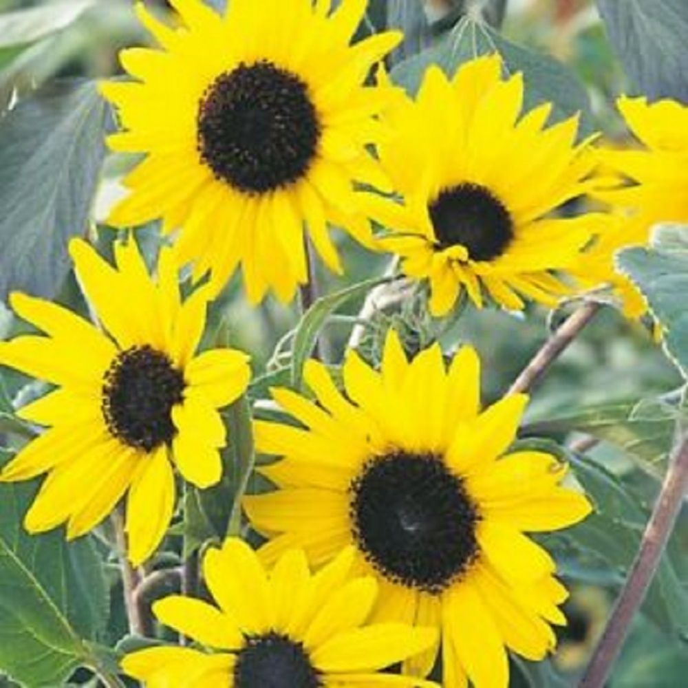 Sunflower Alchemy
